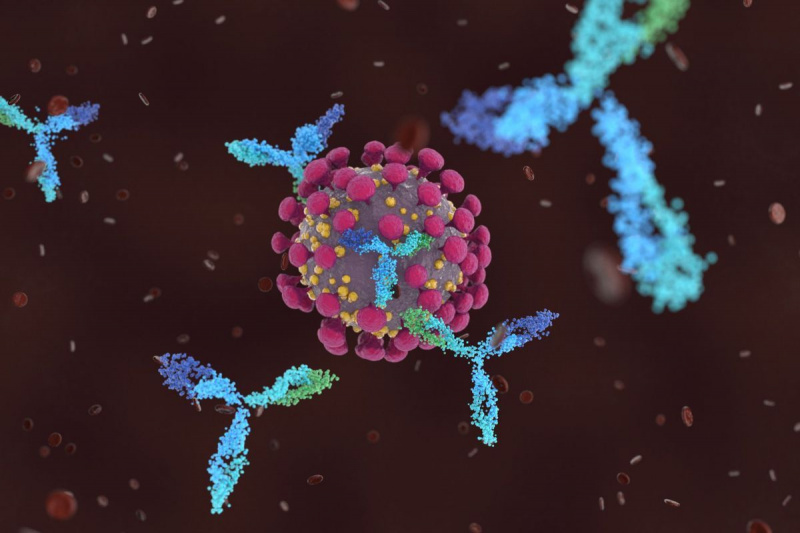 Cik ilgi saglabājas koronavīrusa antivielas? Ārsti saka, ka tas joprojām ir noslēpums
