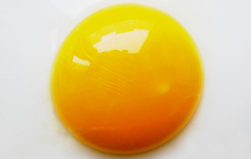jaune d'œuf