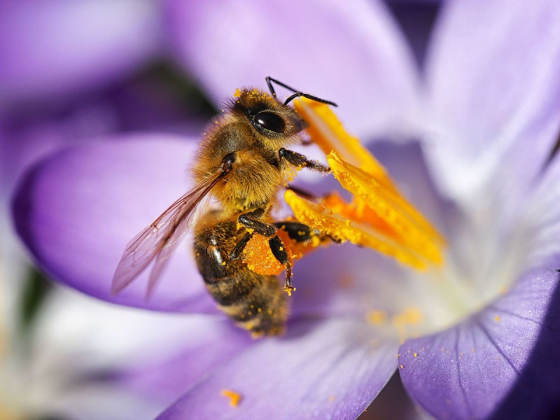 Honigbiene auf einem lila Krokus