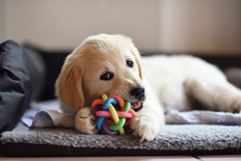 Anak anjing golden retriever bermain dengan mainan