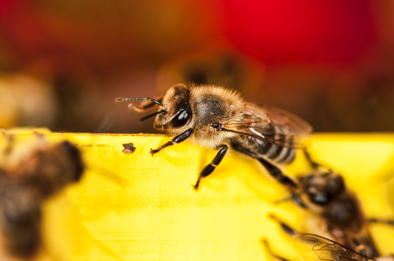 จะบอกได้อย่างไรว่าผึ้งของคุณติดเชื้อหรือไม่ ตามที่หมอบอก