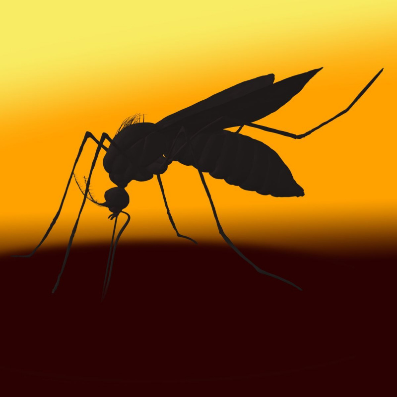 um mosquito pica uma pessoa com o sol no fundo