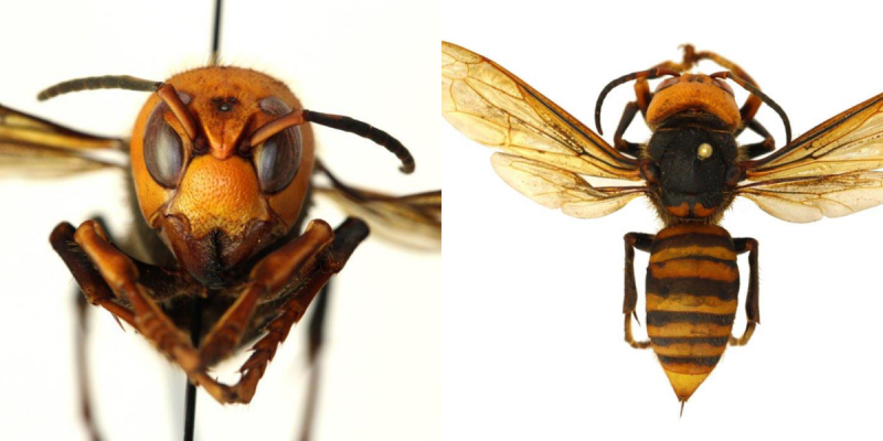vespa gigante asiática assassina