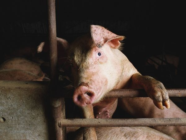 7. Faktor týrania zvierat je otravný