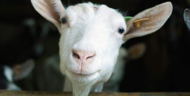 6 motive pentru care ar trebui să treceți la brânza de capră
