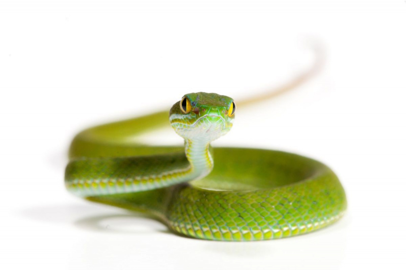 Käärme