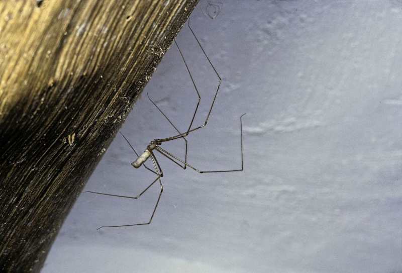 (aranha de adega de corpo comprido, aranha de patas compridas papai) - macho