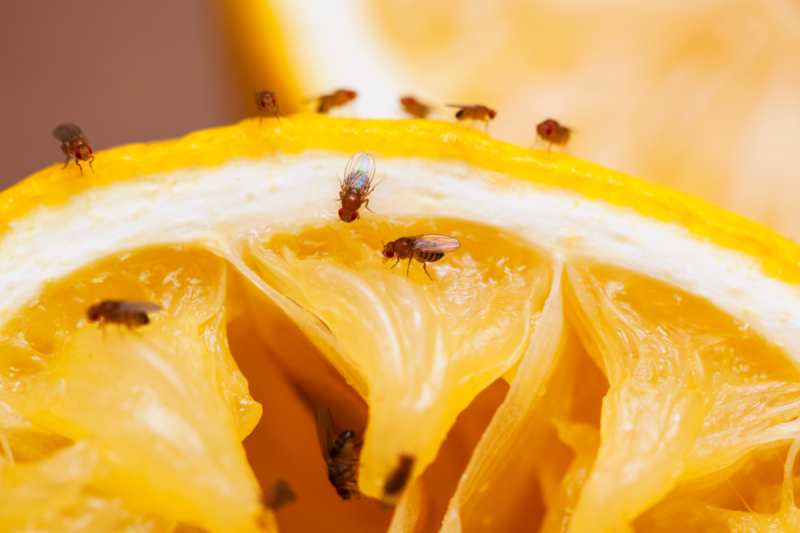 Como se livrar das moscas de fruta