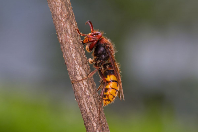 Europese hoornaar vespa crabro