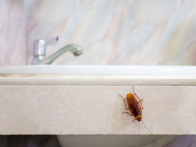 Hur man blir av med kackerlackor för gott, enligt bugsexperter