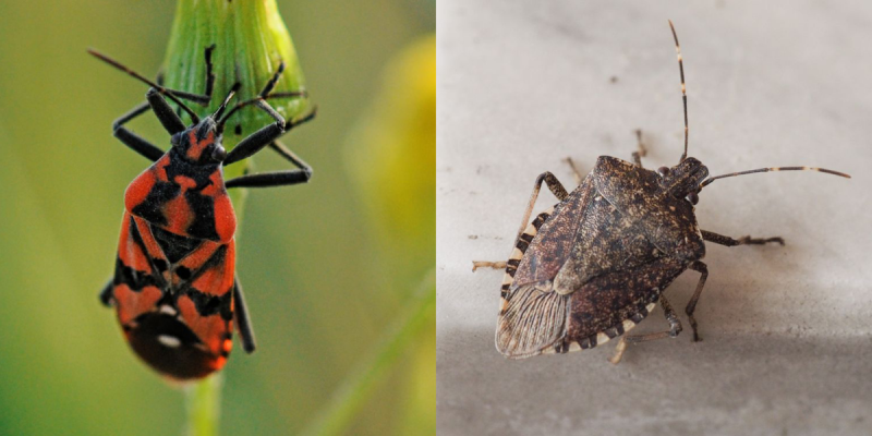 Estas imagens de insetos fedorentos ajudarão você a identificar espécies comuns nos EUA.