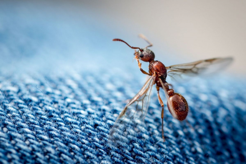 Как да се отървете от летящите мравки в дома си, според експерти по вредители