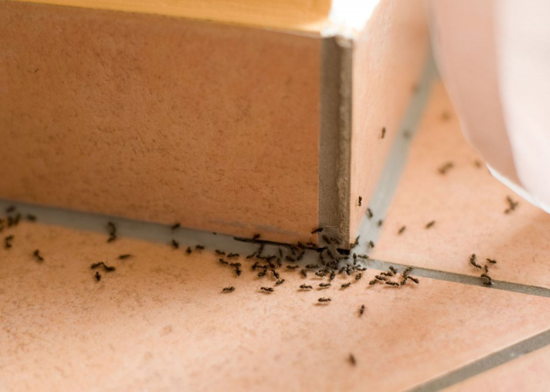 мрави у кући