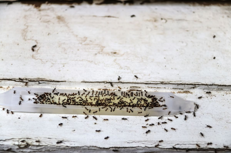 замка против отрова мрава испуњена мравима и живим мравима који седе на плитком жаришту старог дрвета
