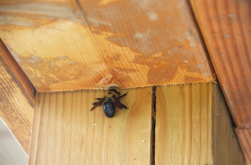 Cum să scapi de albinele tâmplare lângă casa ta, potrivit experților în insecte