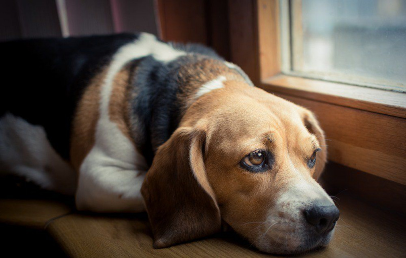 Beagle triste