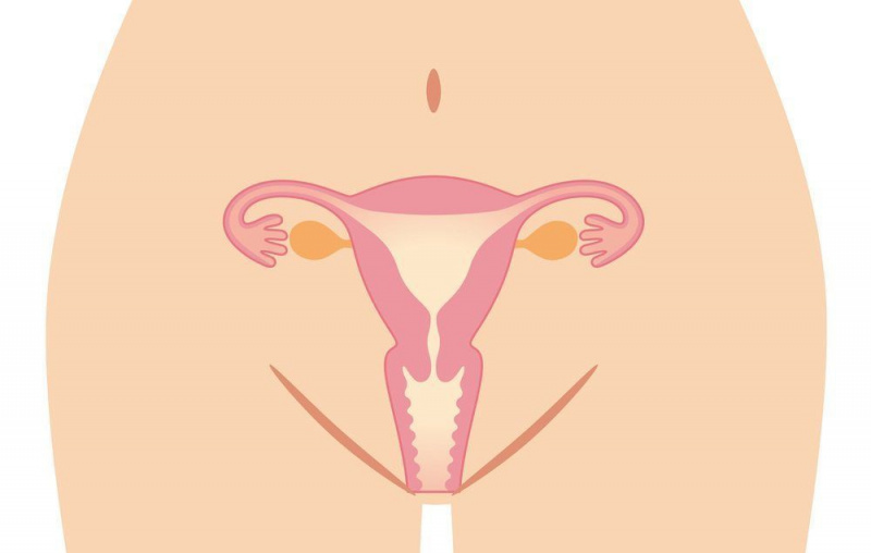 Sistema reprodutivo feminino