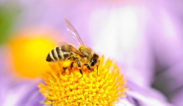 क्या मधुमक्खी विष सौंदर्य प्रवृत्ति मधुमक्खियों को मार रही है?
