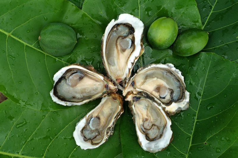 Close-up de ostras nas folhas