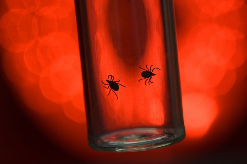 Zecken, die Lyme-Borreliose im Fläschchen auf rotem Hintergrund verursachen