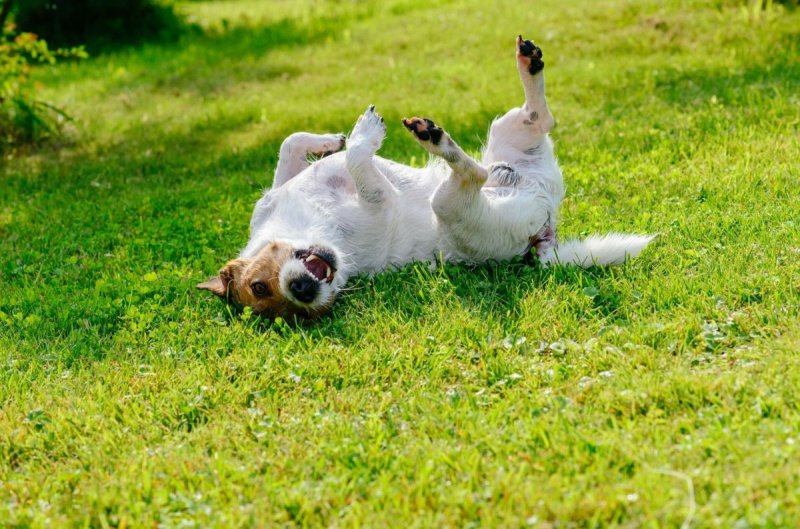 Инфектирано или алергично куче се почесва и сърби по гърба си на земята